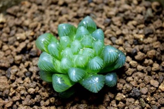 冰灯玉露如何浇水，灵活掌握浇水办法