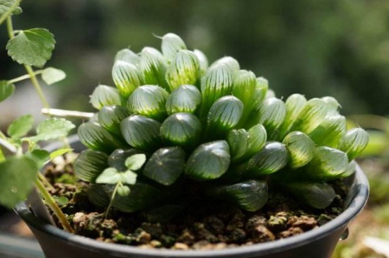 冰灯玉露如何施肥，春秋施加稀薄液肥