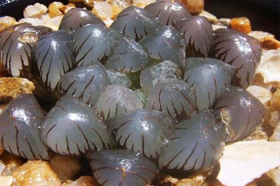 冰灯玉露如何施肥，春秋施加稀薄液肥