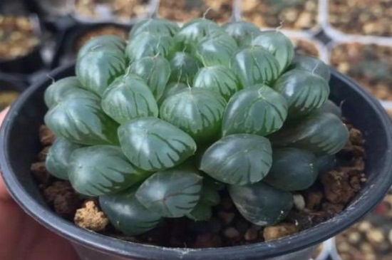 冰灯玉露如何施肥，春秋施加稀薄液肥