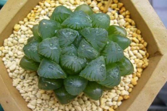 冰灯玉露的养殖办法，散光照射干湿交替养殖