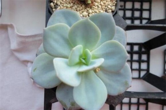 白凤和白凤菊的区别,4种办法区分两者