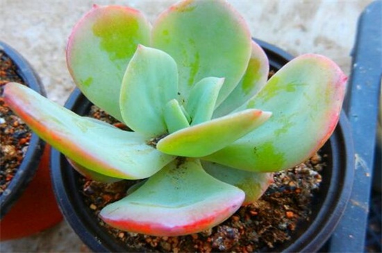 白凤和白凤菊的区别,4种办法区分两者