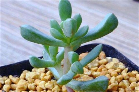 白凤和白凤菊的区别,4种办法区分两者