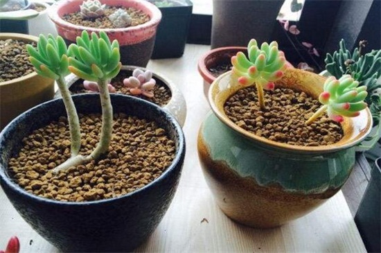 八千代的四季养护要点，春季光照翻盆换土养护