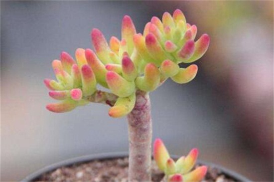 八千代的四季养护要点，春季光照翻盆换土养护