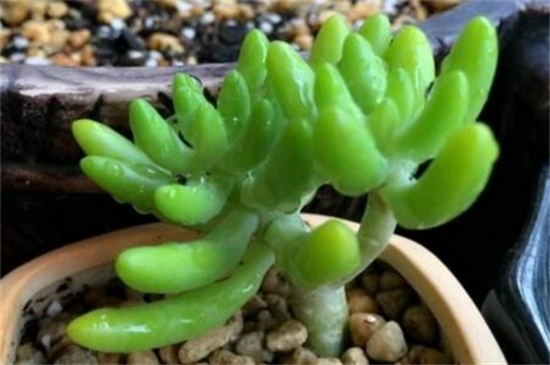 八千代的四季养护要点，春季光照翻盆换土养护