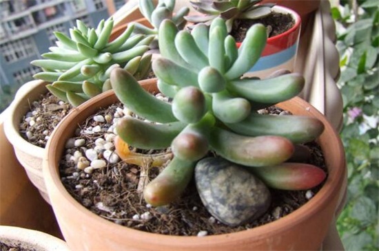 八千代如何过冬，光照控水停肥养护