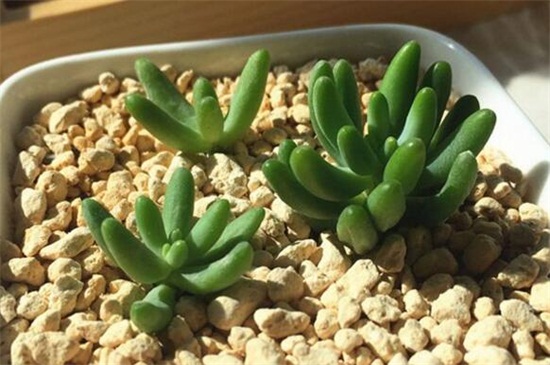 八千代如何过冬，光照控水停肥养护