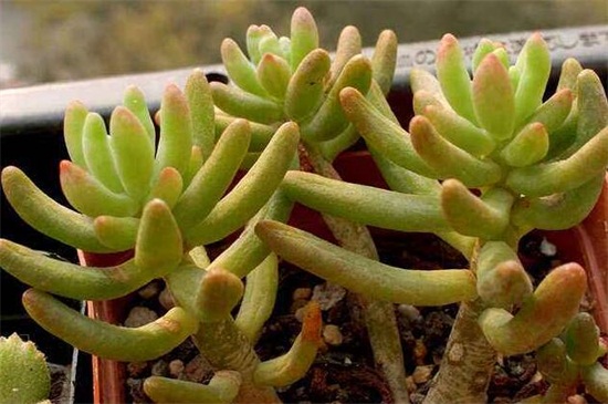 八千代如何过冬，光照控水停肥养护