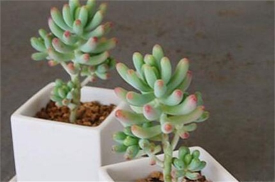 八千代和乙女心如何分辨，枝干叶片区分两者