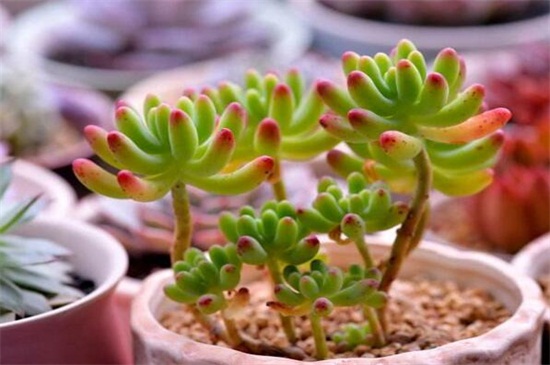 八千代和乙女心如何分辨，枝干叶片区分两者