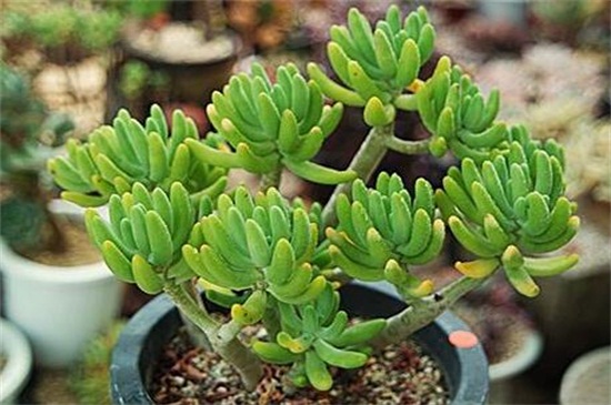 八千代和乙女心如何分辨，枝干叶片区分两者