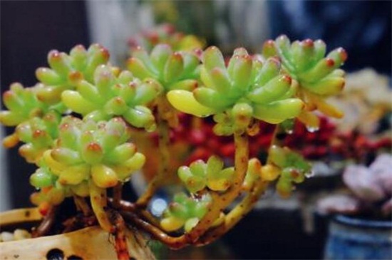 八千代和乙女心如何分辨，枝干叶片区分两者