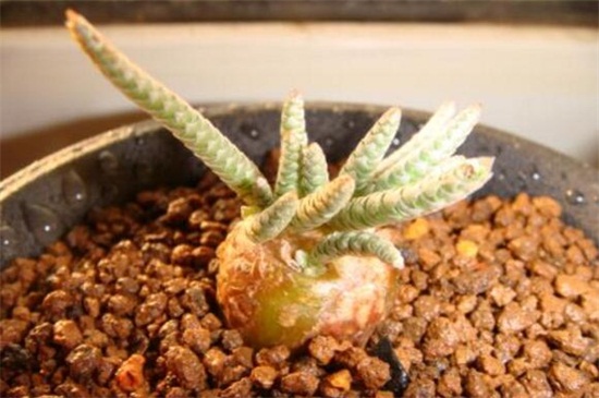 白花韧锦不开花如何办,更换盆土补充光照