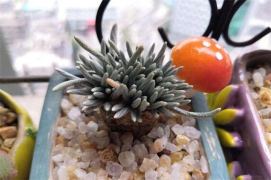 白花韧锦不开花如何办,更换盆土补充光照