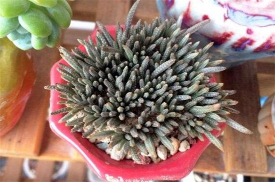 白花韧锦不开花如何办,更换盆土补充光照