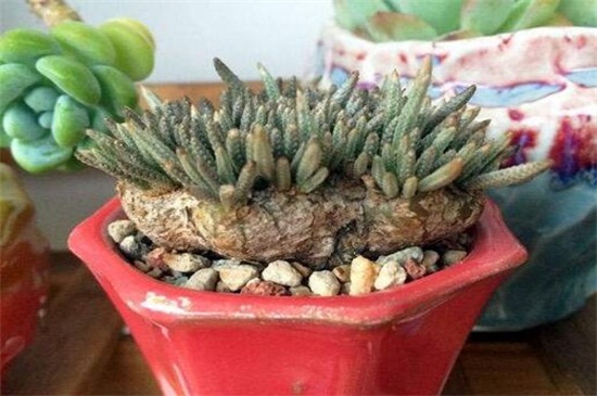 白花韧锦病虫害及预防和治疗办法,炭疽病播种前喷洒克菌丹