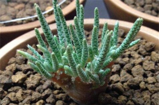 白花韧锦病虫害及预防和治疗办法,炭疽病播种前喷洒克菌丹