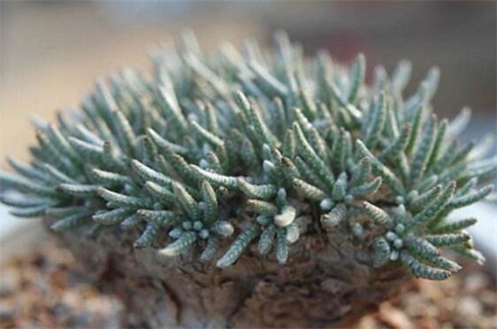 白花韧锦烂根如何办，剪根光照换土上盆