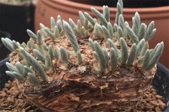 白花韧锦烂根如何办，剪根光照换土上盆