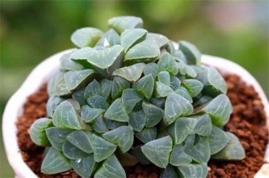 冰灯玉露的用途和价值,美化环境净化空气