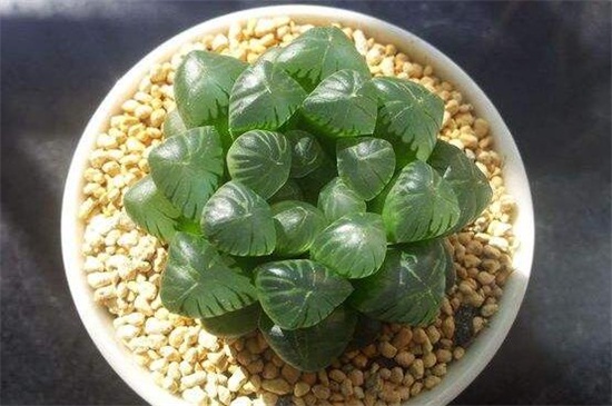 冰灯玉露的用途和价值,美化环境净化空气