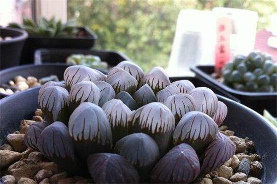 冰灯玉露的用途和价值,美化环境净化空气