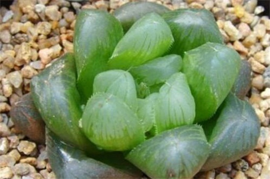 冰灯玉露的用途和价值,美化环境净化空气