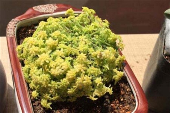 薄雪万年草的养殖办法和留意事项，枝叶过长要砍头繁殖