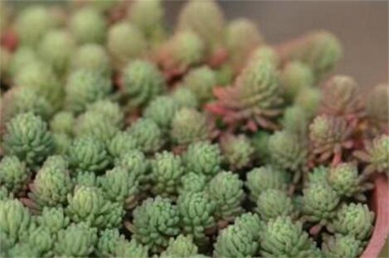 薄雪万年草的养殖办法和留意事项，枝叶过长要砍头繁殖