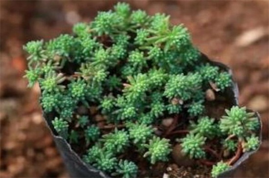 薄雪万年草的养殖办法和留意事项，枝叶过长要砍头繁殖