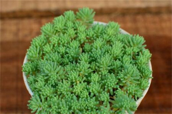薄雪万年草和球松的区别，4种办法区分两者