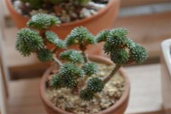 薄雪万年草和球松的区别，4种办法区分两者