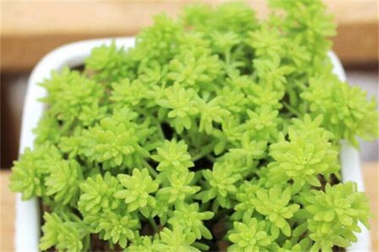 薄雪万年草和球松的区别，4种办法区分两者