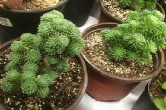 薄雪万年草和球松的区别，4种办法区分两者