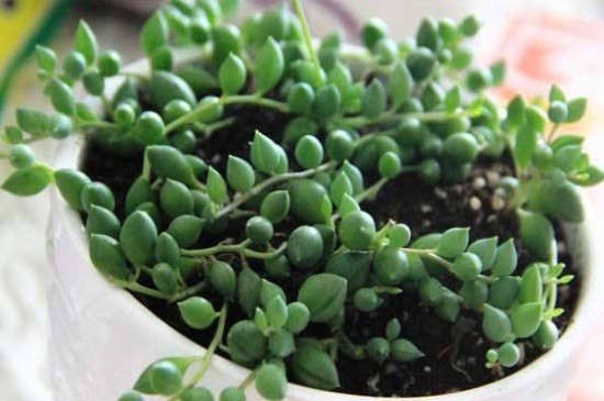 情人泪如何施肥，分季施肥并薄肥勤施