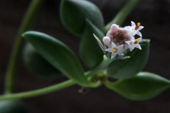 情人泪如何施肥，分季施肥并薄肥勤施