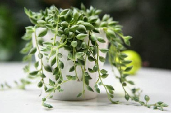 情人泪如何施肥，分季施肥并薄肥勤施