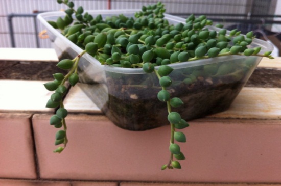 情人泪的繁殖办法，4种办法使其快速繁殖