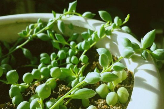 情人泪的繁殖办法，4种办法使其快速繁殖