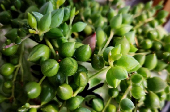 情人泪的繁殖办法，4种办法使其快速繁殖