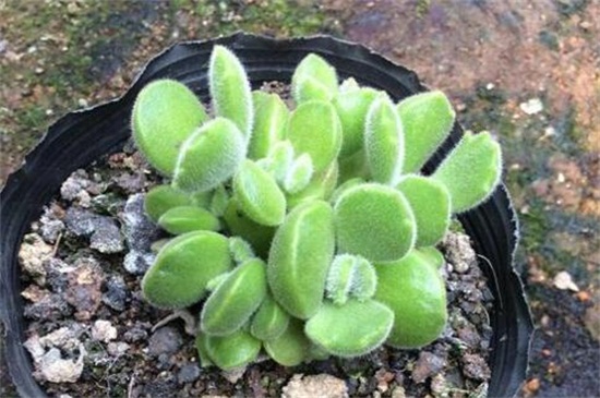 熊童子平铺叶插办法，4个步骤扦插繁殖熊童子