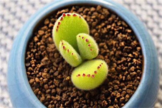 熊童子平铺叶插办法，4个步骤扦插繁殖熊童子