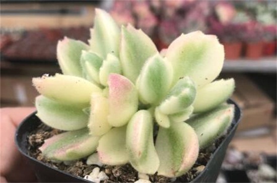 熊童子平铺叶插办法，4个步骤扦插繁殖熊童子