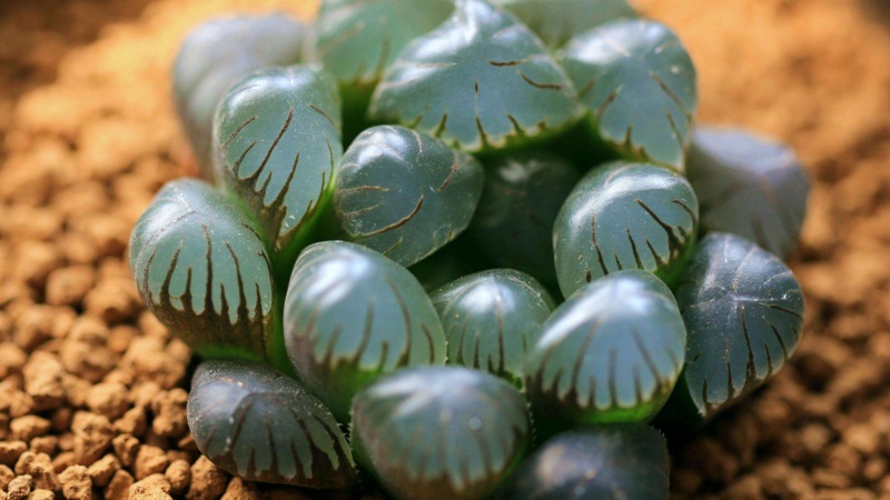 冰灯玉露如何养