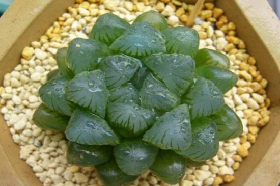 冰灯玉露如何养