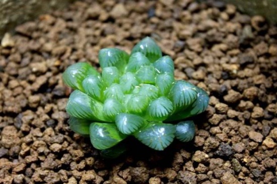 冰灯玉露如何养