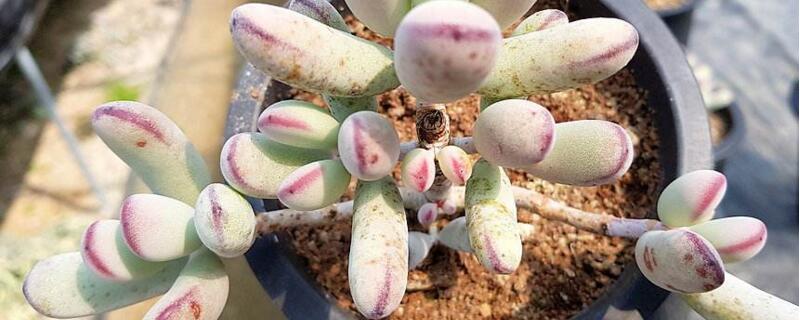 乒乓福娘如何养更圆