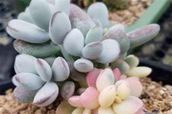 乒乓福娘如何养更圆